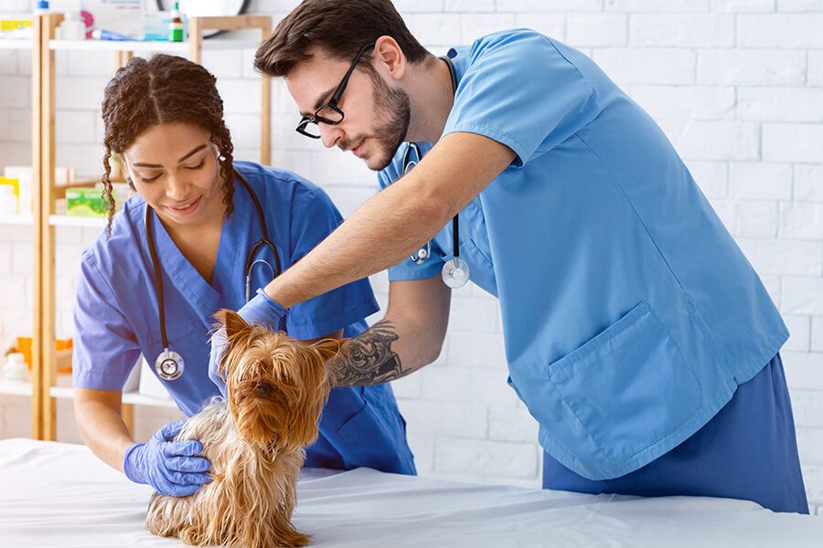Veterinary Office Insurance - Veterinary Health Care Team With Dog Patient
