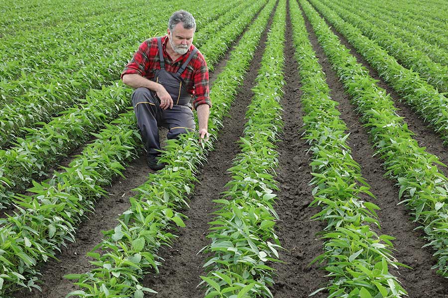 Agriculture Insurance - A Farmer is Kneeling Down at a Field to Inspect the Condition of His Crops